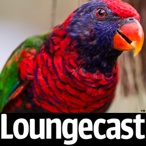 lorikeet photo